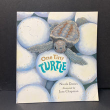 Load image into Gallery viewer, One Tiny Turtle (Nicola Davies) -paperback

