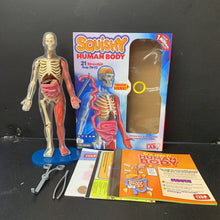 Load image into Gallery viewer, Squishy Human Body Kit
