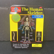 Load image into Gallery viewer, The Human Skeleton Magnetic Learning Activity
