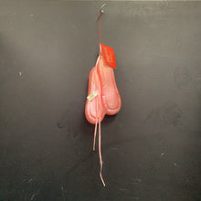 Load image into Gallery viewer, Mercury Glass Ballet Shoes Christmas Ornament
