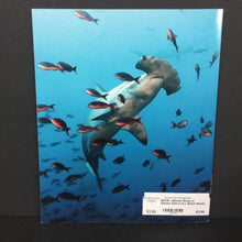 Load image into Gallery viewer, Ultimate Book of Sharks (Discovery Shark Week) (Lori Stein) -character hardcover
