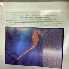 Load image into Gallery viewer, Ocean: A Photicular Book (Dan Kainen &amp; Carol Kaufmann) (Sea Animals) -educational motion board
