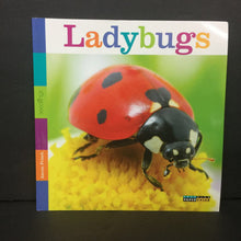 Load image into Gallery viewer, Ladybugs (Aaron Frisch) (Seedlings) (Insects) -educational paperback
