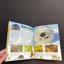 Load image into Gallery viewer, Animal Faces: Bonus Baby Faces (Scholastic Discover More) (Mammals) (Penelope Arlon &amp; Tory Gordon-Harris) -educational hardcover
