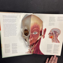 Load image into Gallery viewer, The Human Body (Jonathan Miller) (Anatomy) -educational pop-up hardcover
