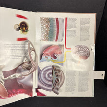 Load image into Gallery viewer, The Human Body (Jonathan Miller) (Anatomy) -educational pop-up hardcover
