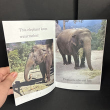 Load image into Gallery viewer, Feeding Time at the Zoo (Step Into Reading Level 2 - Science) (Sherry Shahan) (Mammals) -educational reader paperback
