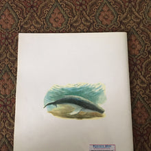 Load image into Gallery viewer, Humphrey, the lost whale (Wendy Tokuda) -paperback
