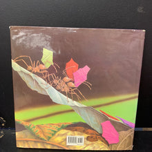 Load image into Gallery viewer, Crickwing (Janell Cannon) -hardcover
