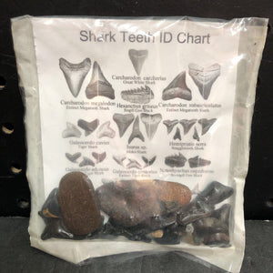 Shark Teeth ID Kit (NEW)