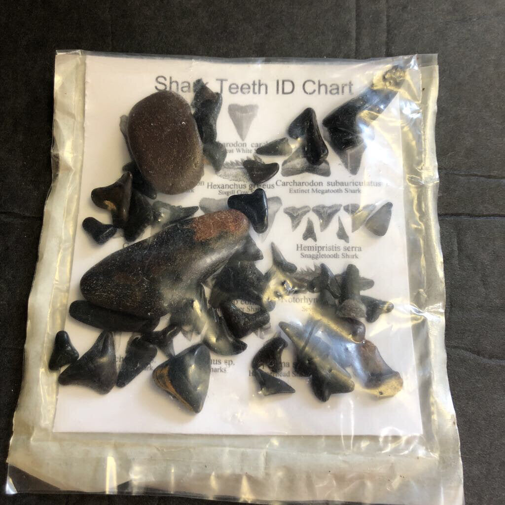 Shark Teeth ID Kit (NEW)