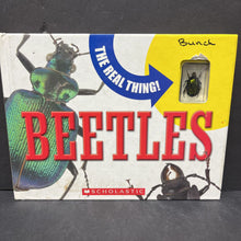 Load image into Gallery viewer, Beetles (The Real Thing) (Paige Araujo) -educational board
