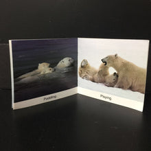 Load image into Gallery viewer, Polar Bears (Susan Canizares) (Scholastic) -educational reader
