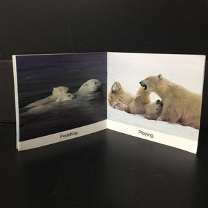 Polar Bears (Susan Canizares) (Scholastic) -educational reader