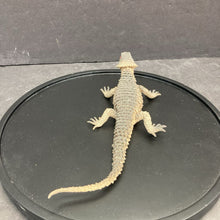 Load image into Gallery viewer, Lizard
